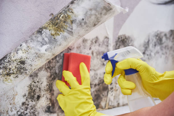 Mold Documentation for Insurance Claims in Brockway, PA